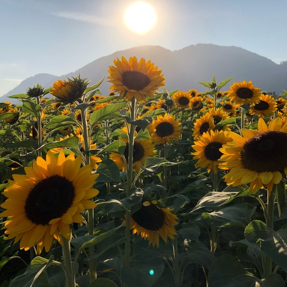 Meet your Posher, Elizabeth - Picture 1 of 1